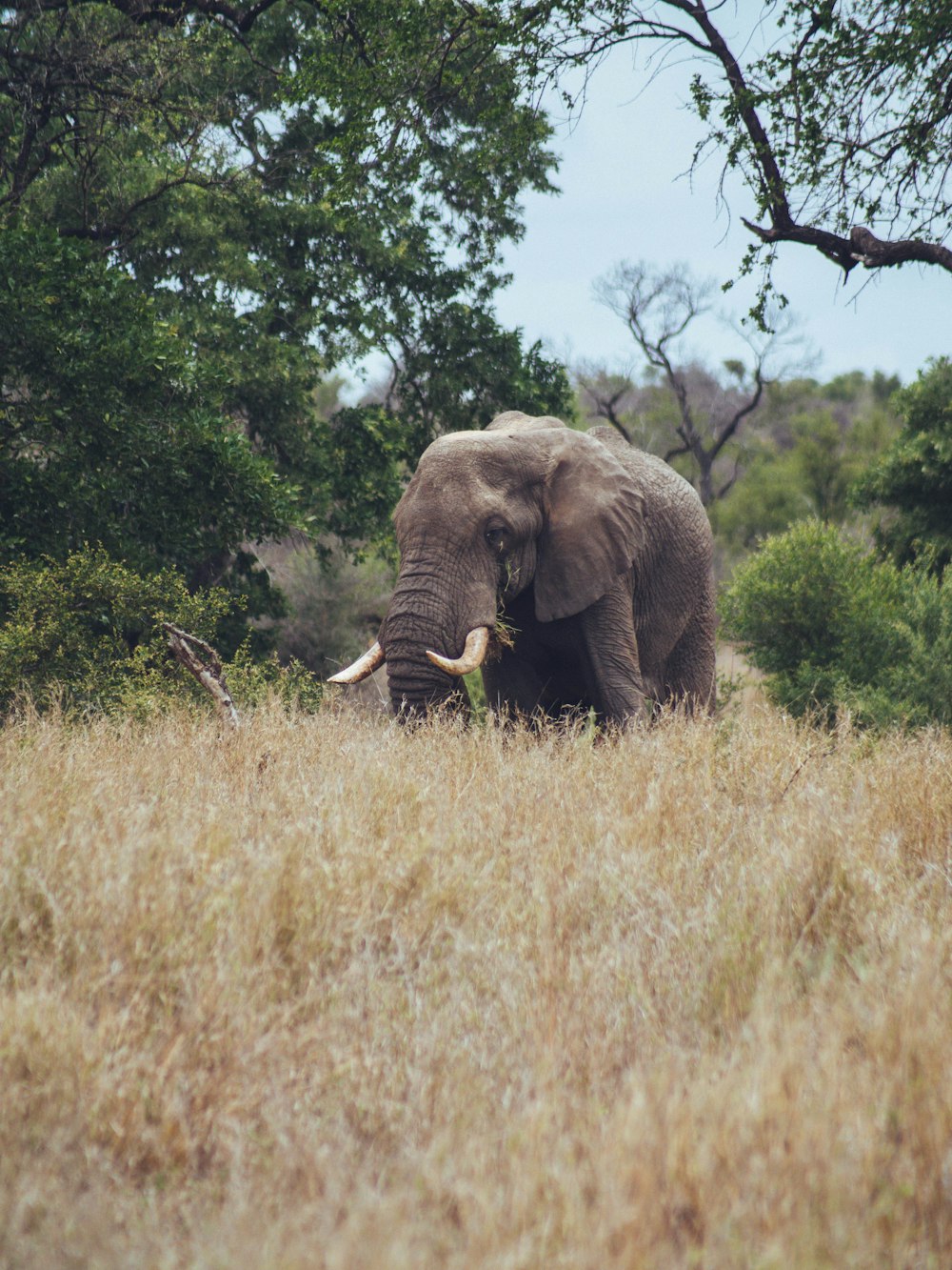 an elephant with tusks in a grassland