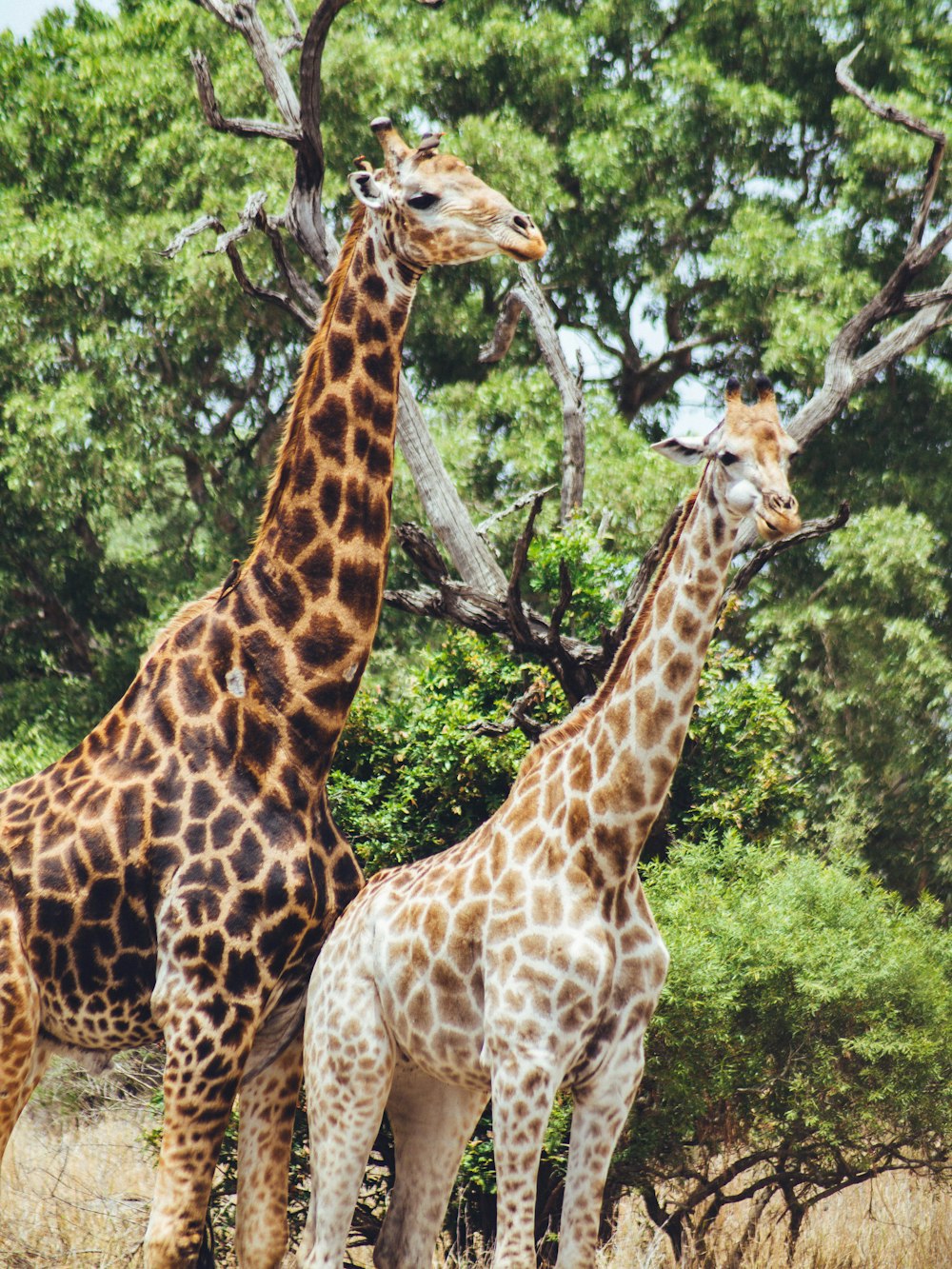 giraffes standing around in the forest
