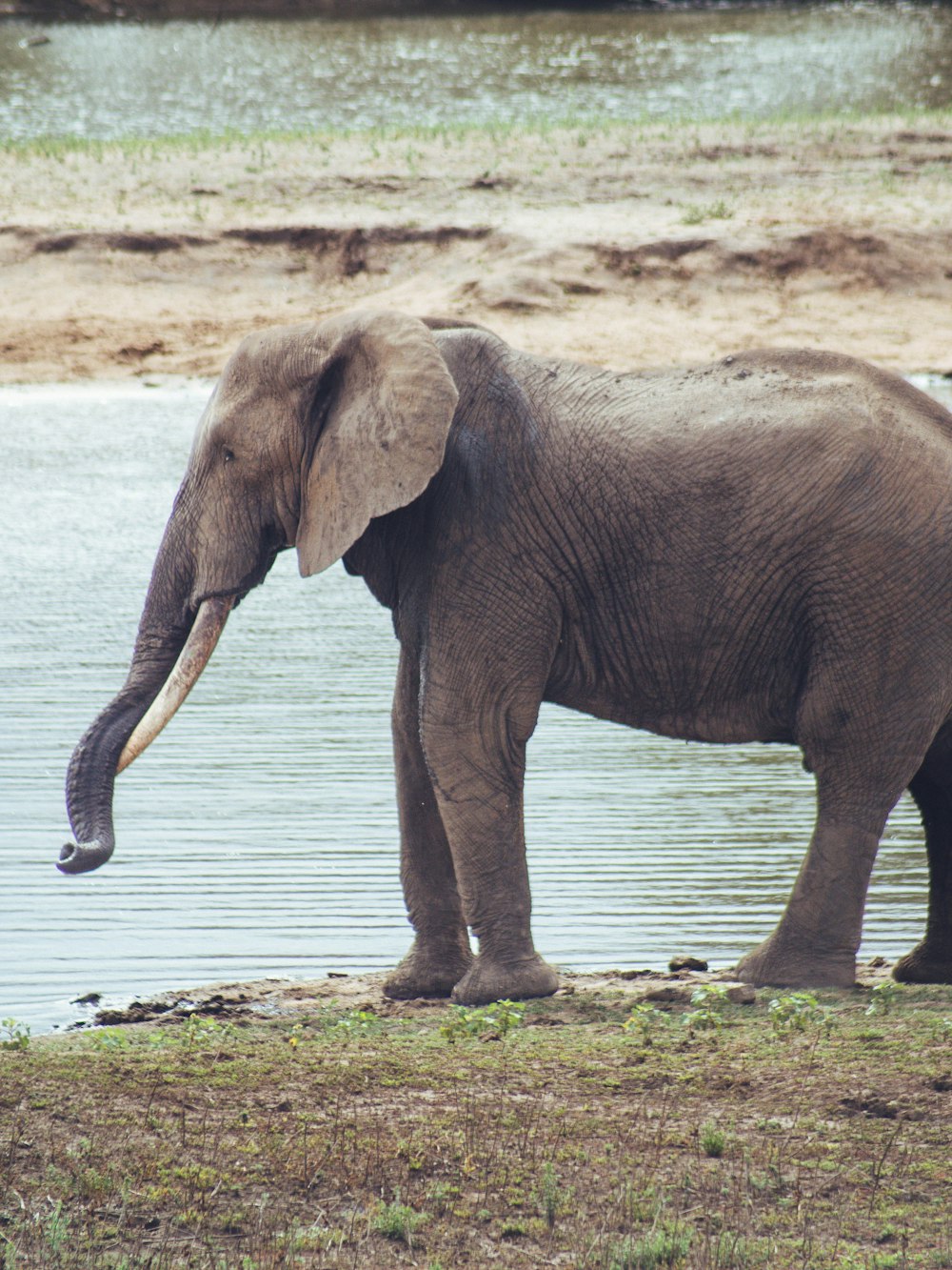 Ein Elefant mit Stoßzähnen