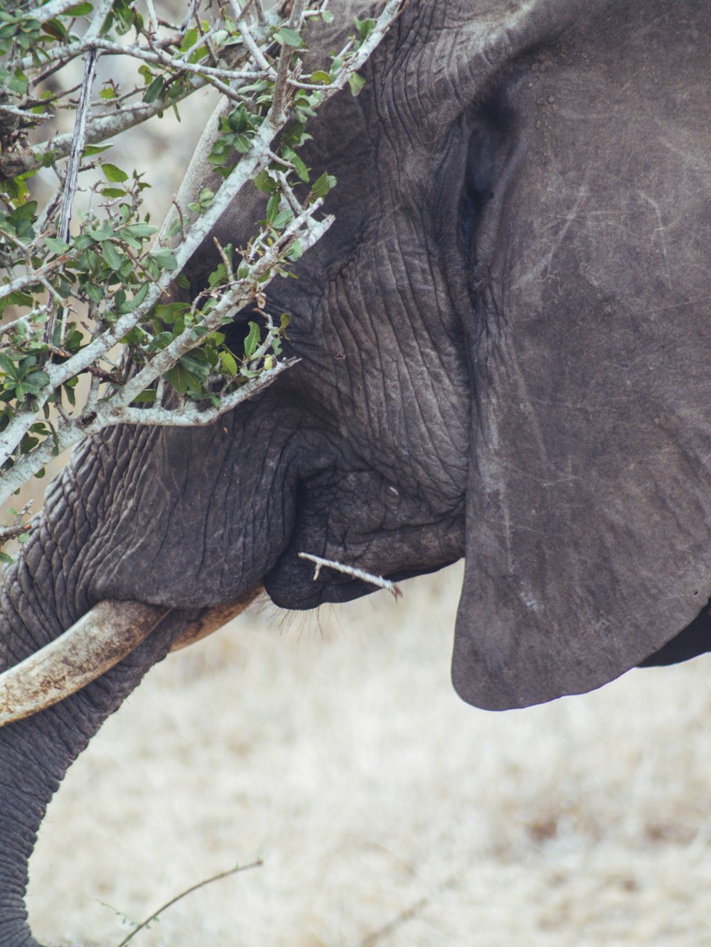 an elephant eating leaves