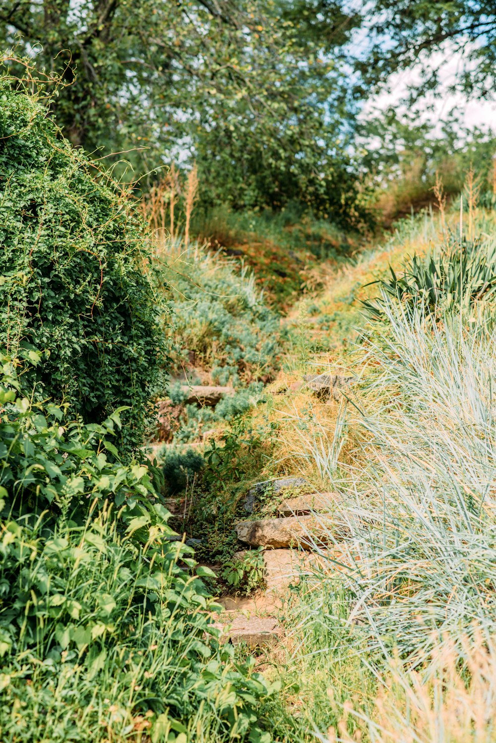 a path through a forest