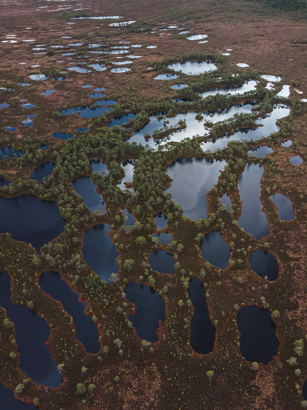 a group of fish swimming in a pond