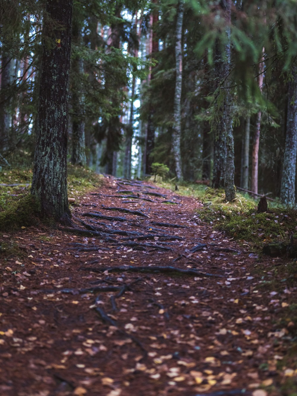 Un camino en el bosque