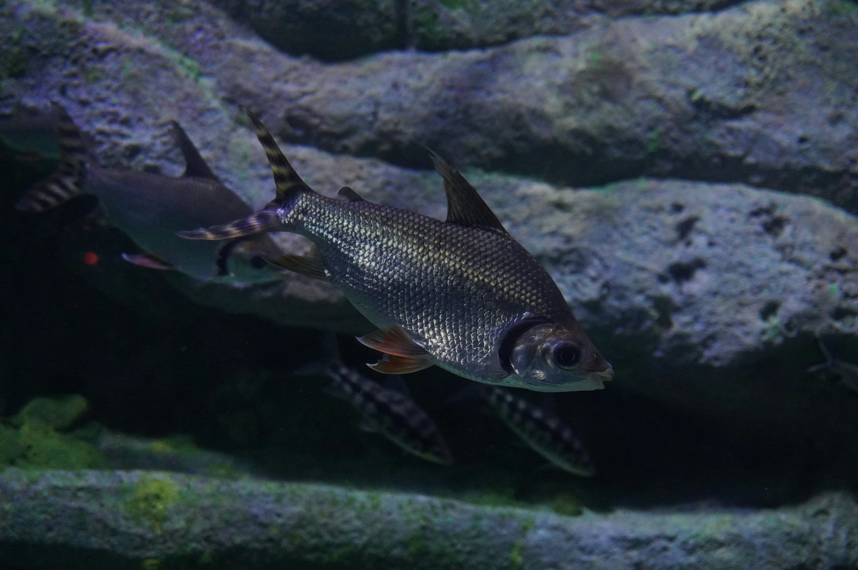 Un pez nadando en el agua