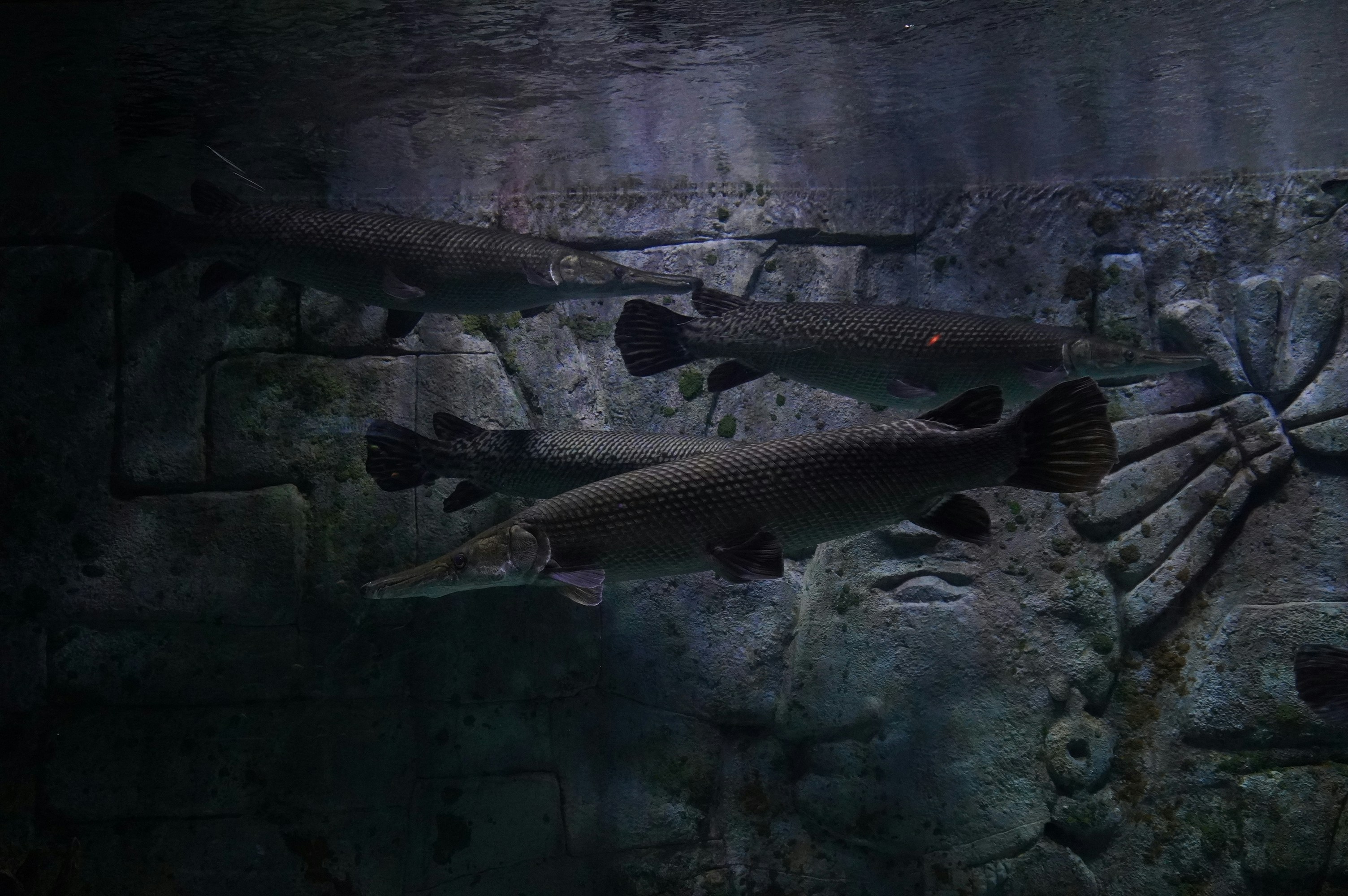 How Modern Fish Compare to Ancient Giants (image credits: unsplash)