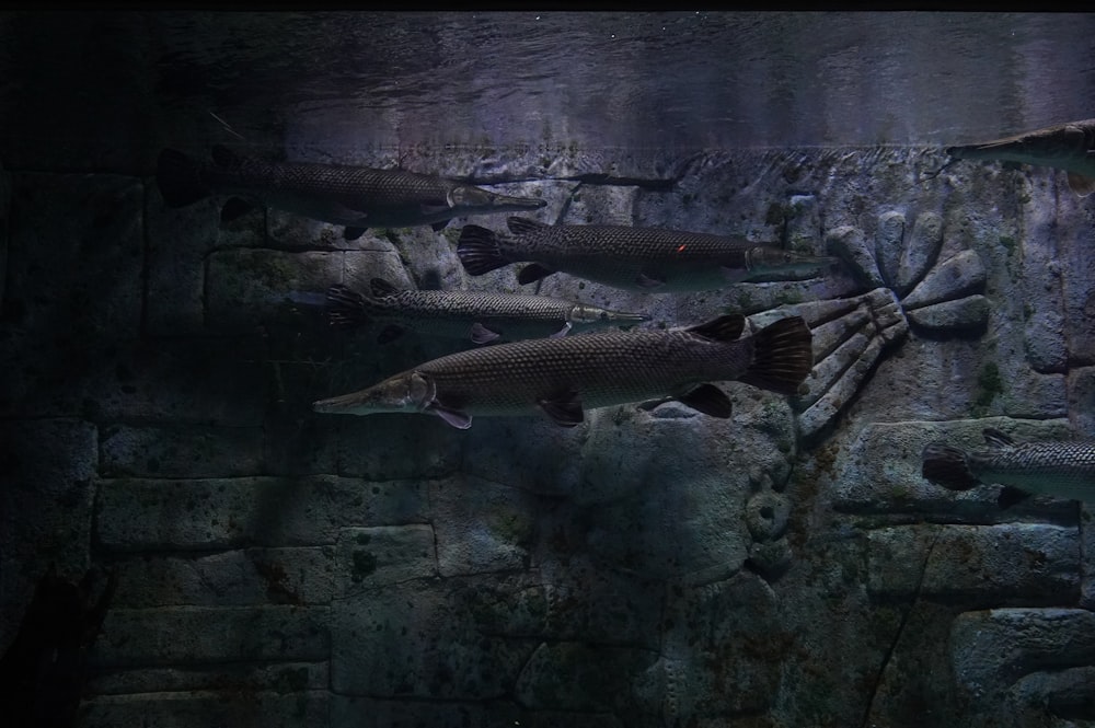 a group of fish swimming in water