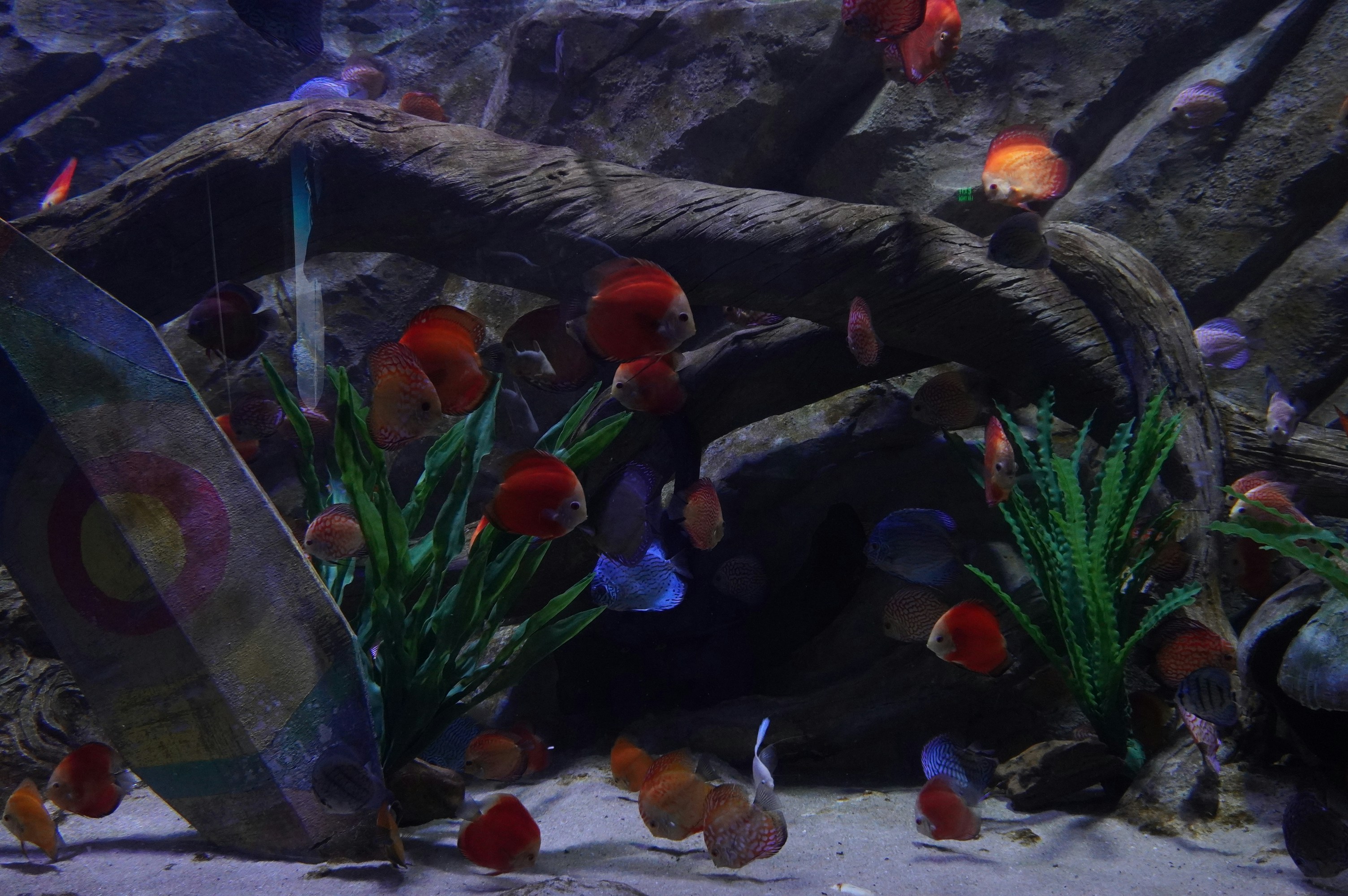 una pecera con peces y plantas