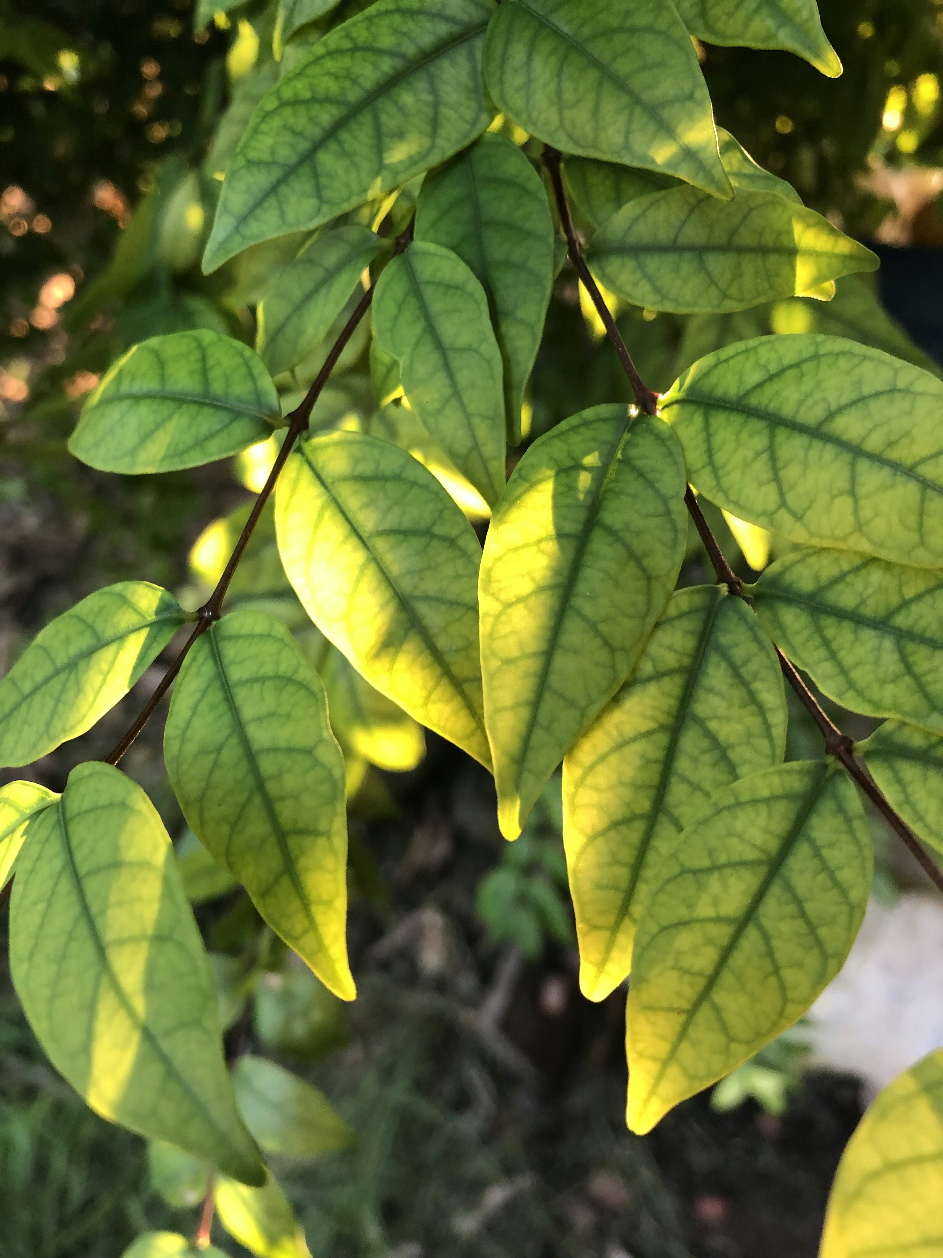 Red Vein Kratom