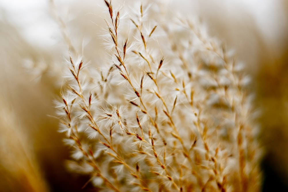 close up of a plant