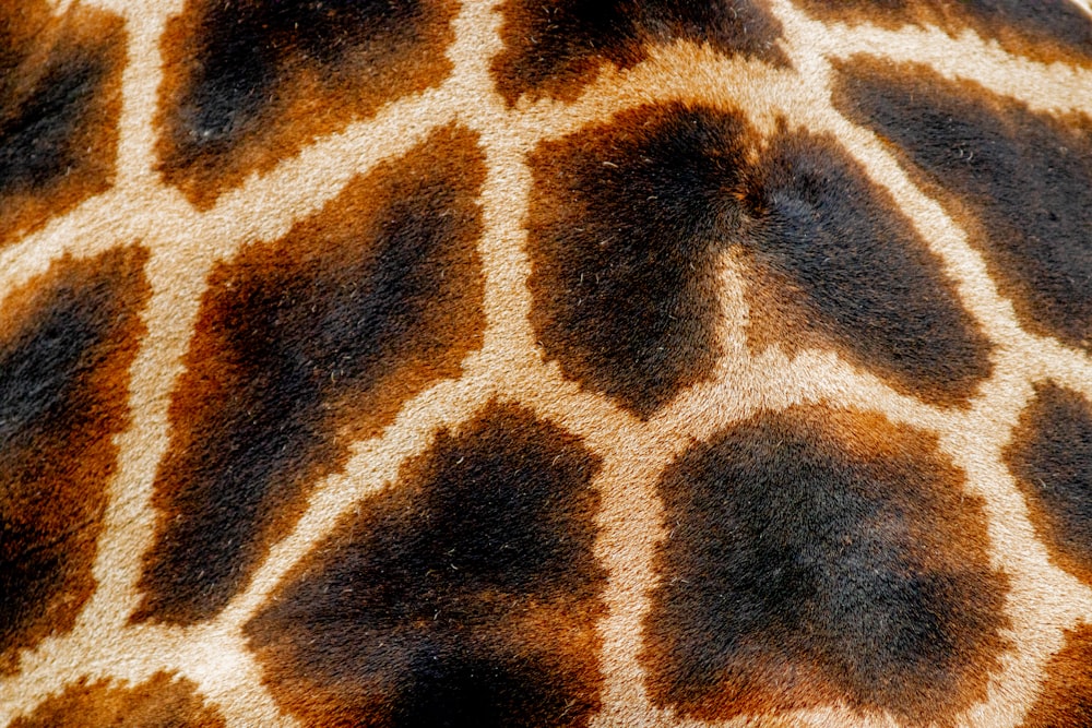 a close up of a tiger's face