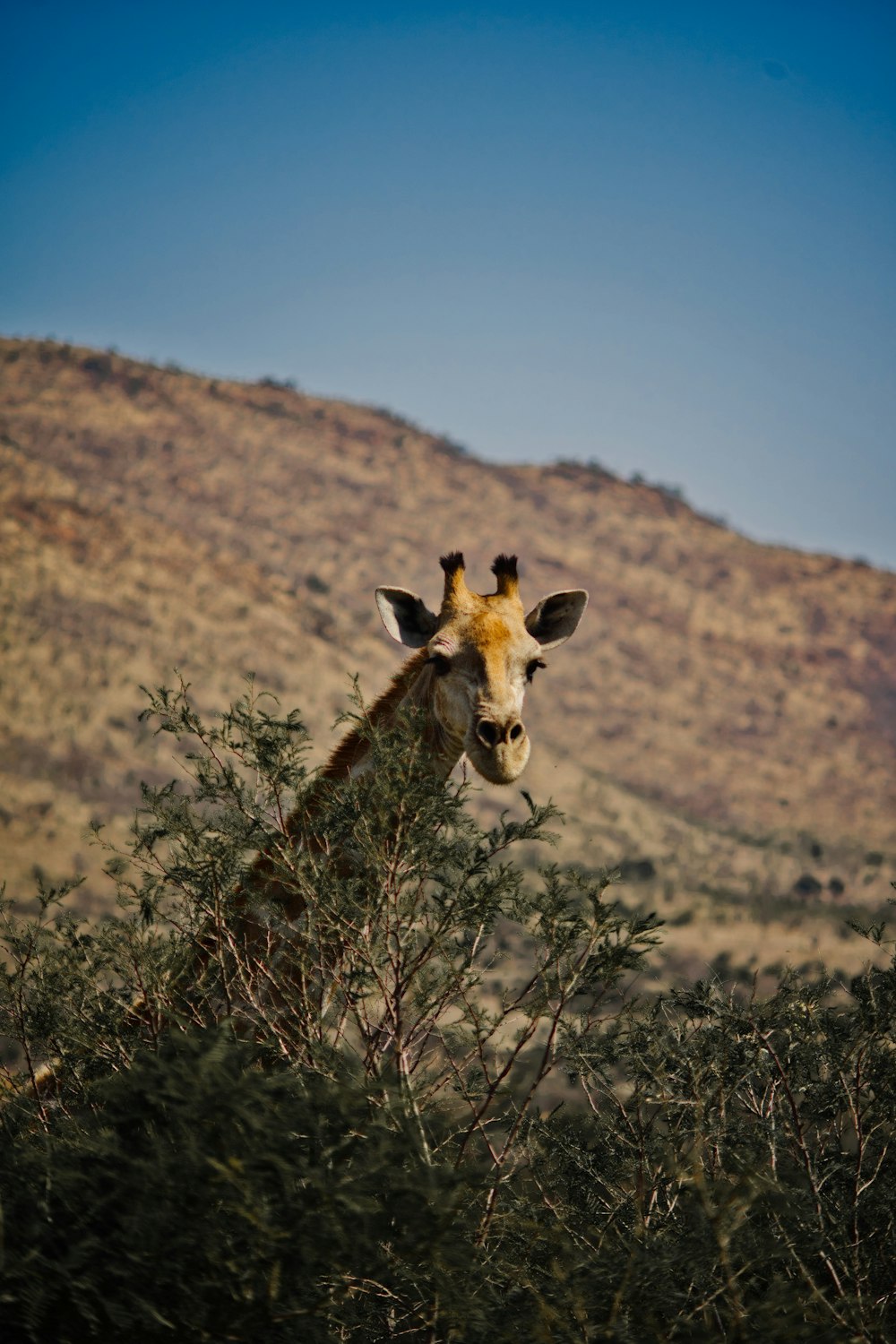 a giraffe standing in a tree