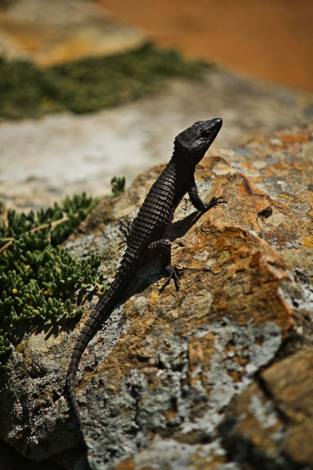 a lizard on a rock