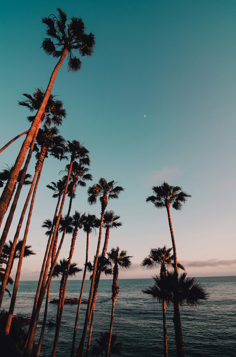 palm trees on a beach