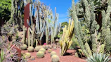 A vibrant desert garden filled with a variety of cacti and succulents, showcasing tall columnar cacti, round barrel cacti, and spiky agave plants. The scene is bathed in bright sunlight with a clear blue sky overhead, and the ground is covered with red mulch, enhancing the rich green and yellow tones of the plants.