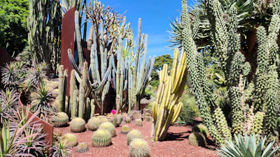 A vibrant desert garden filled with a variety of cacti and succulents, showcasing tall columnar cacti, round barrel cacti, and spiky agave plants. The scene is bathed in bright sunlight with a clear blue sky overhead, and the ground is covered with red mulch, enhancing the rich green and yellow tones of the plants.
