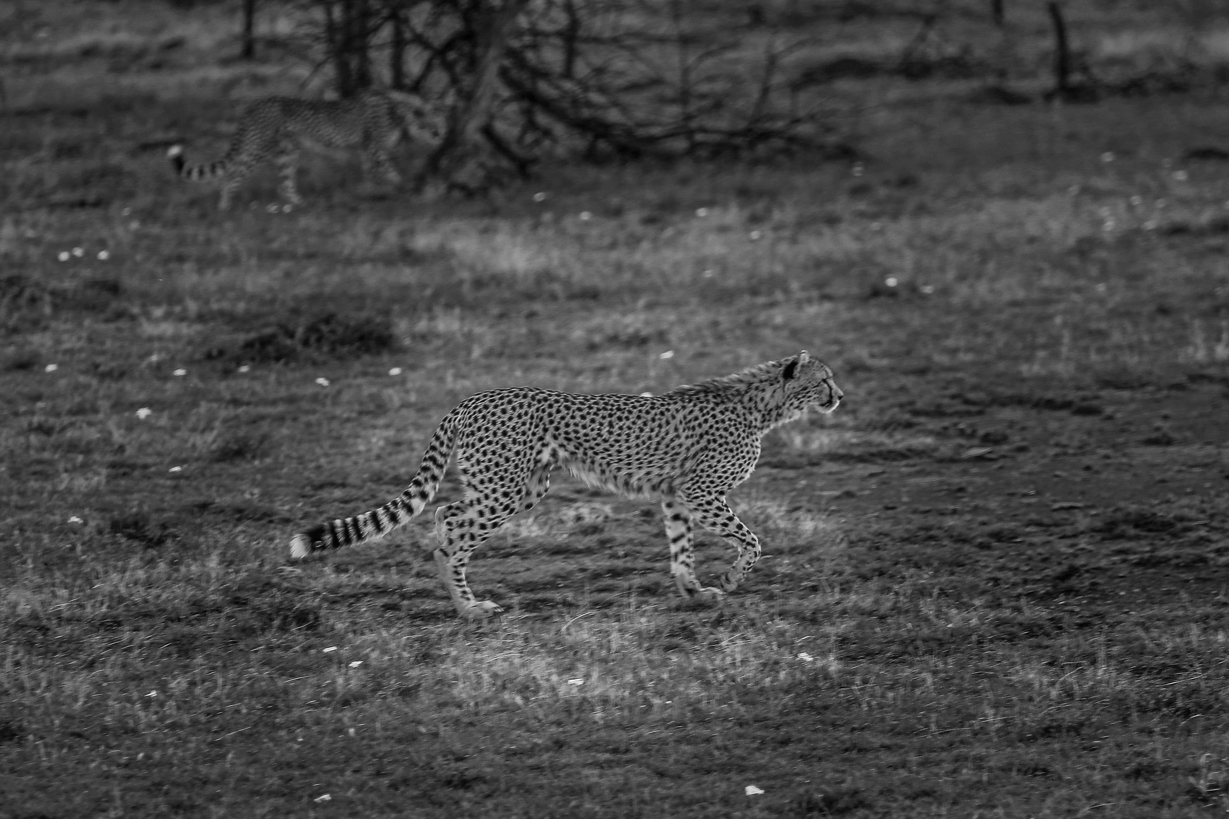 Photo by twilightkenya