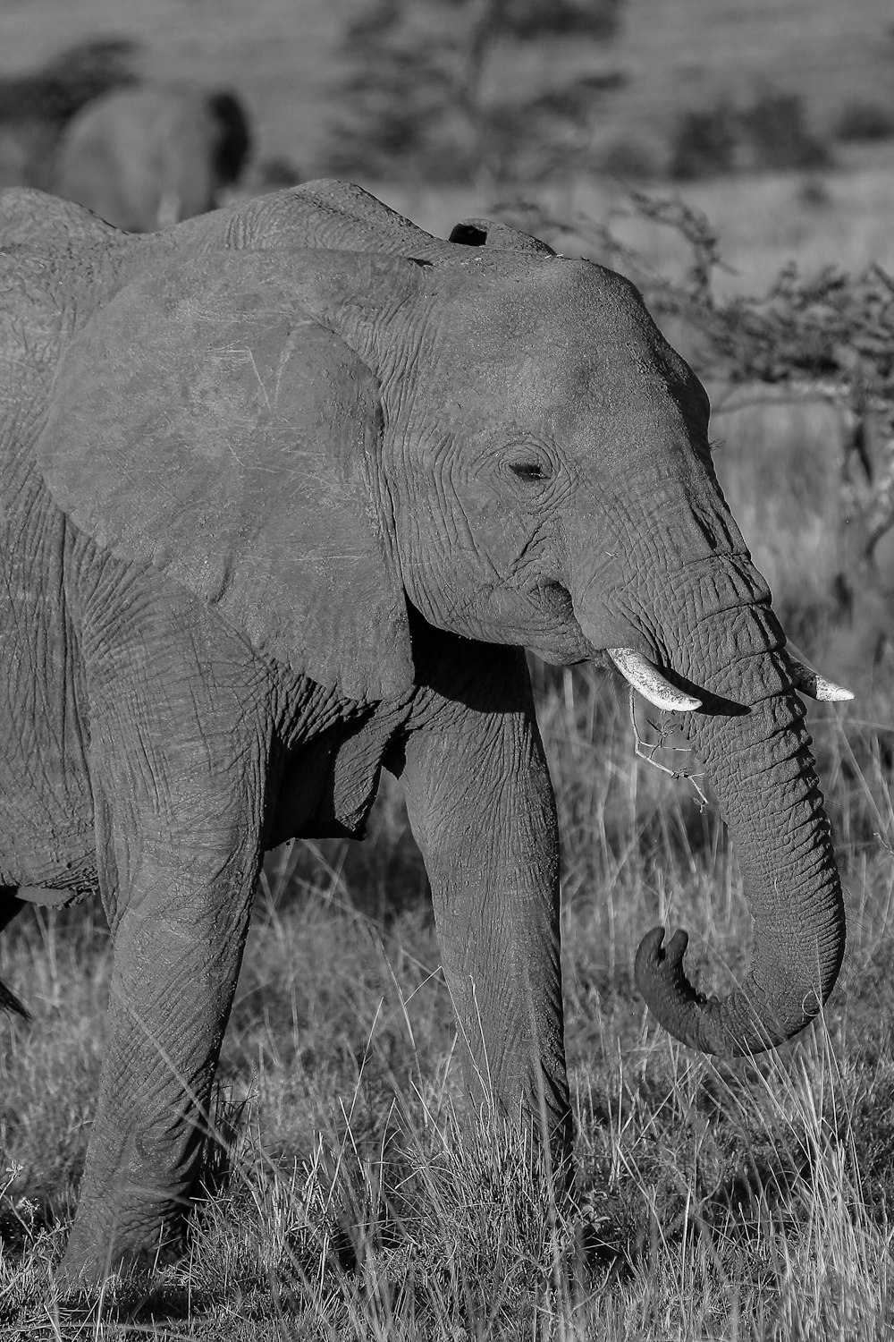 an elephant with tusks