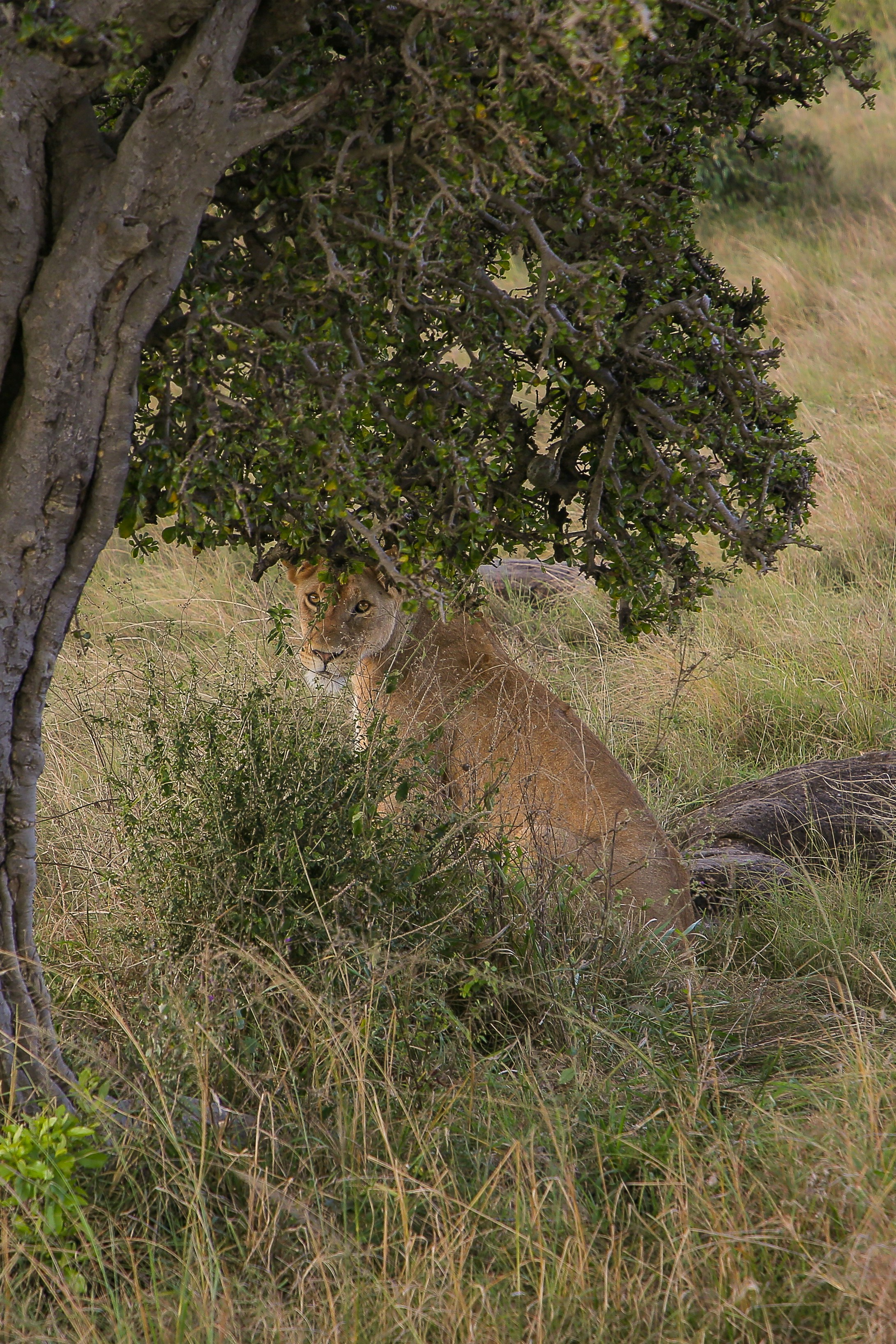 Photo by twilightkenya