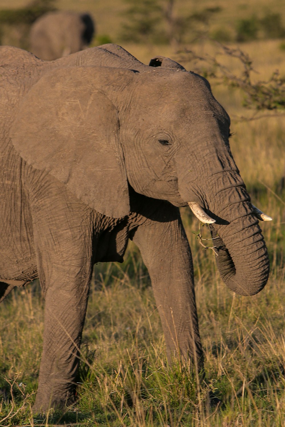 an elephant with tusks