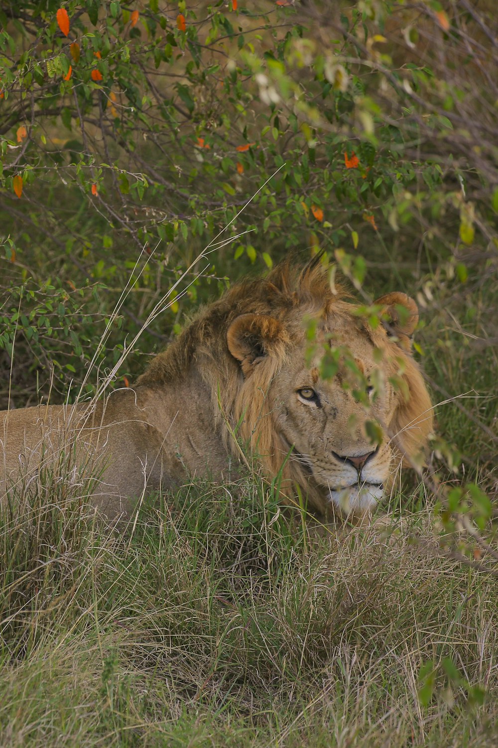 a lion lying in the grass