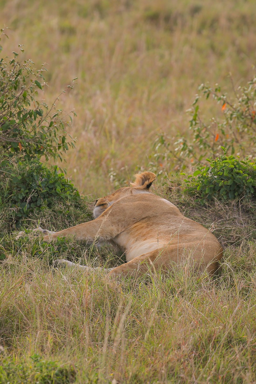 a lion lying in the grass