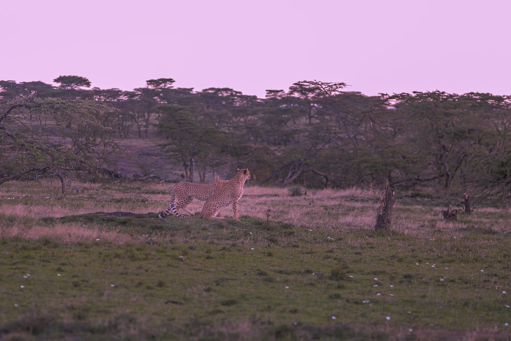 a couple giraffes in a field
