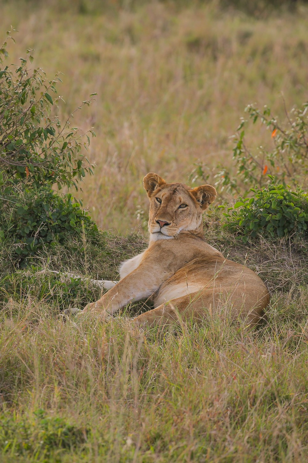 a lion lying in the grass