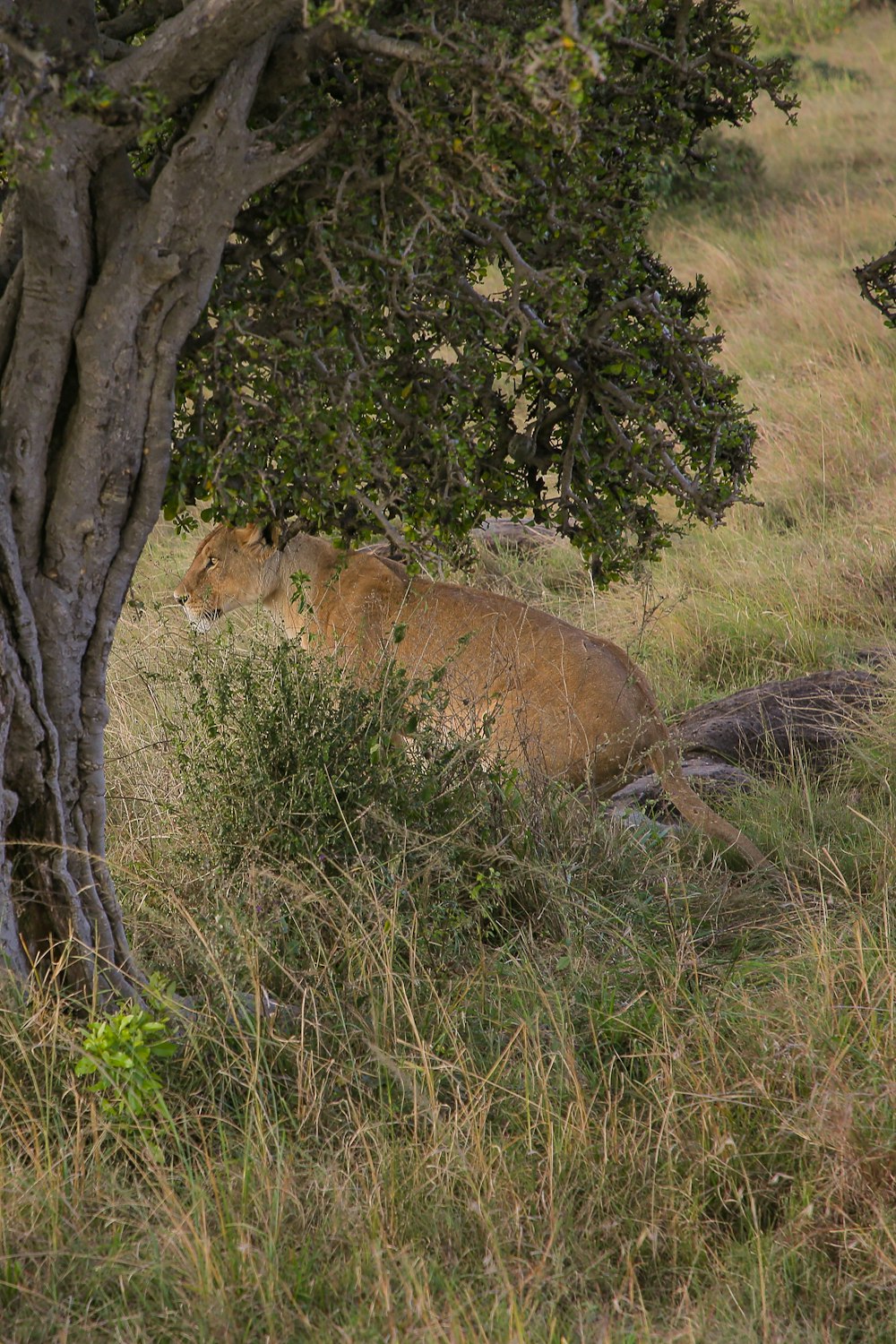 a lion lying down in the grass