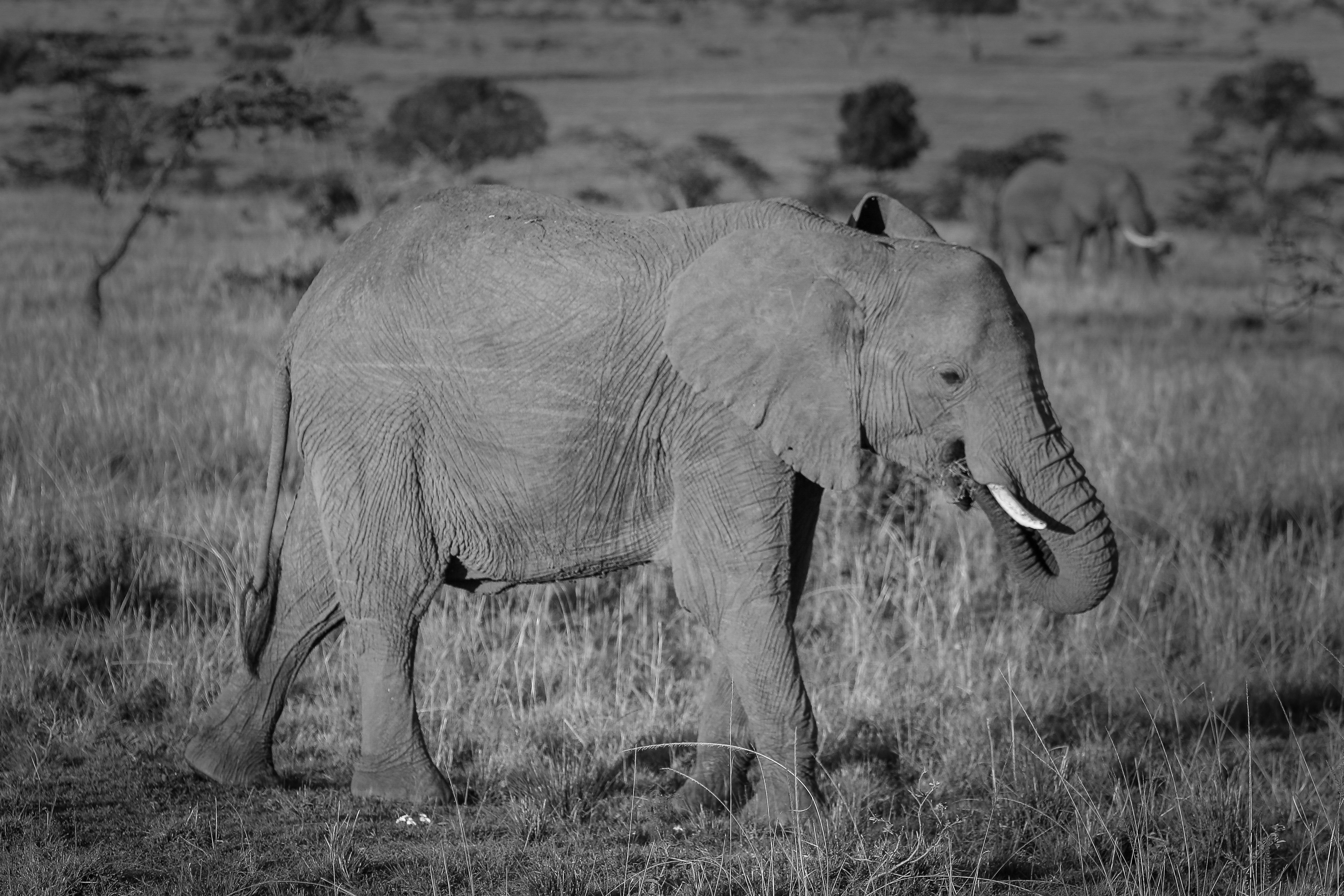 Photo by twilightkenya