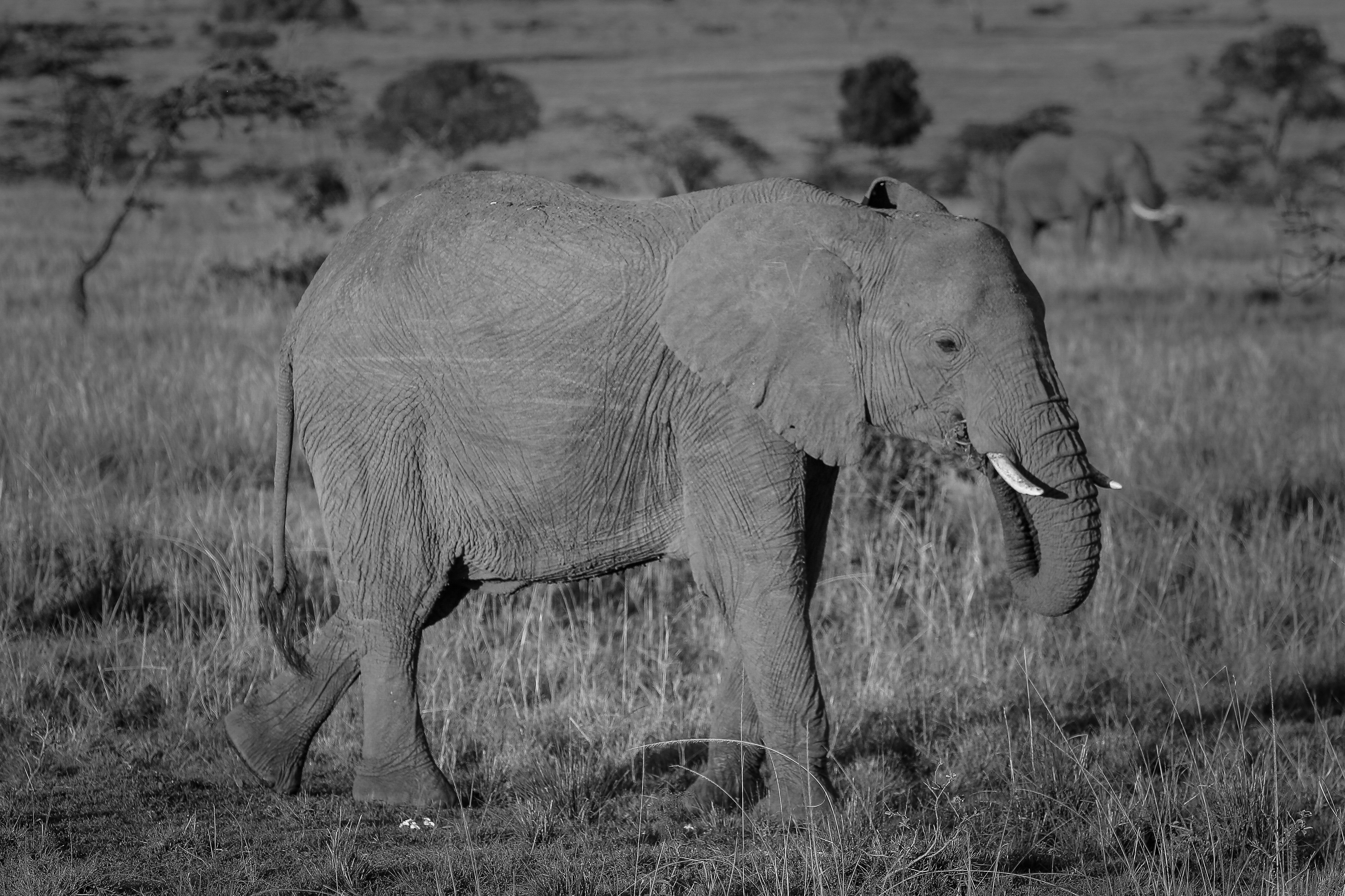 Photo by twilightkenya