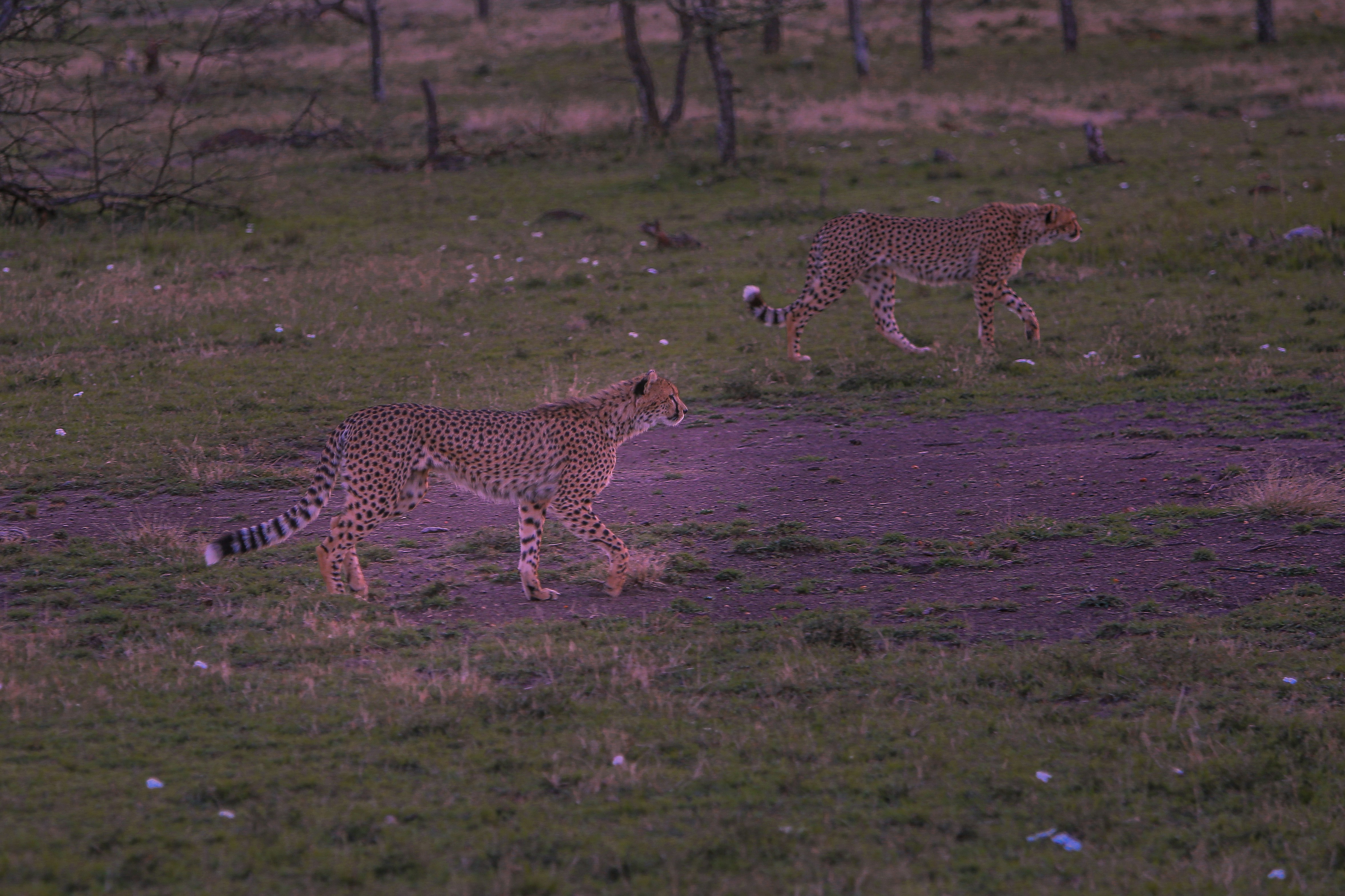 What is the fastest land animal on Earth?