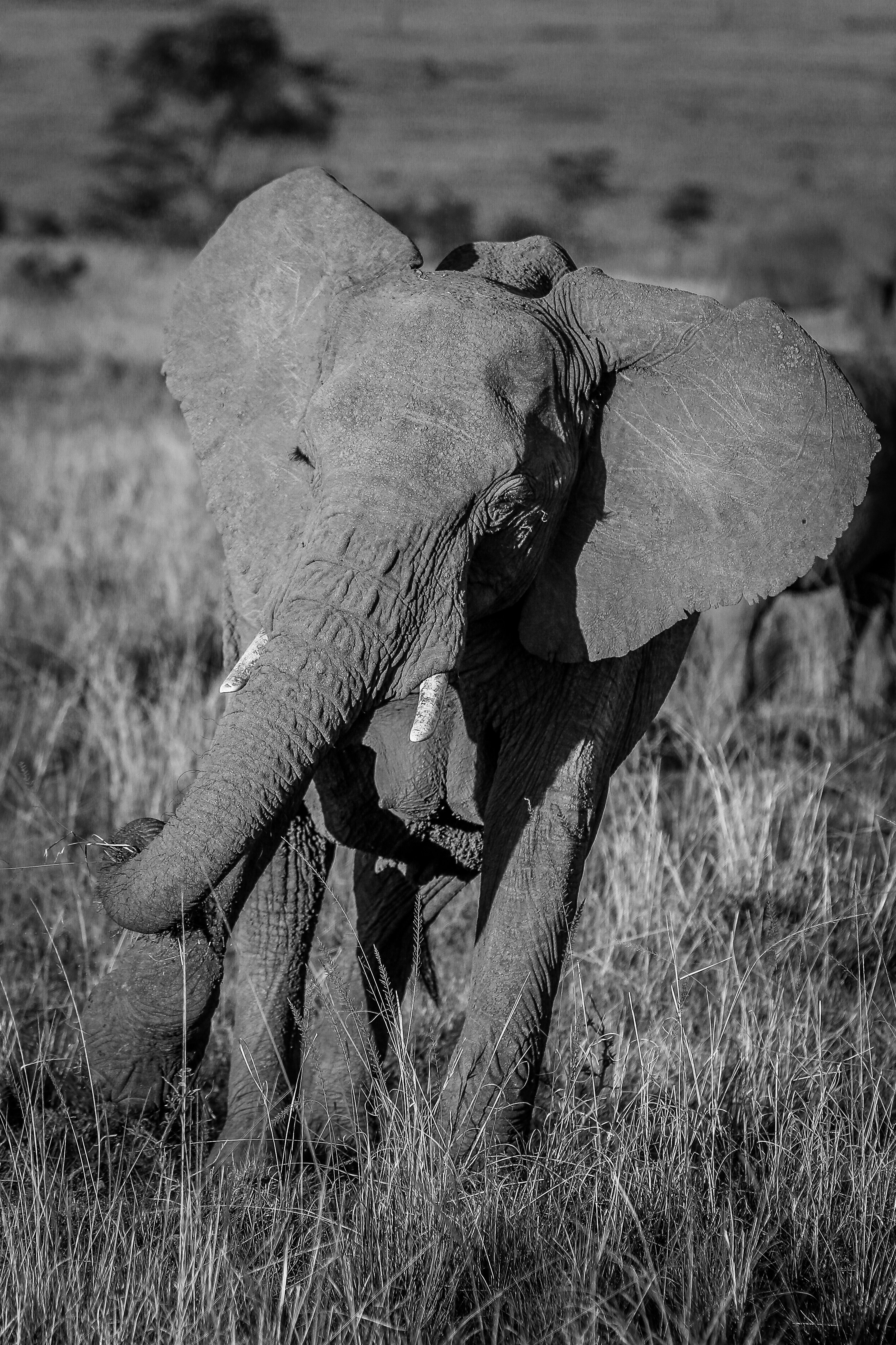 Photo by twilightkenya
