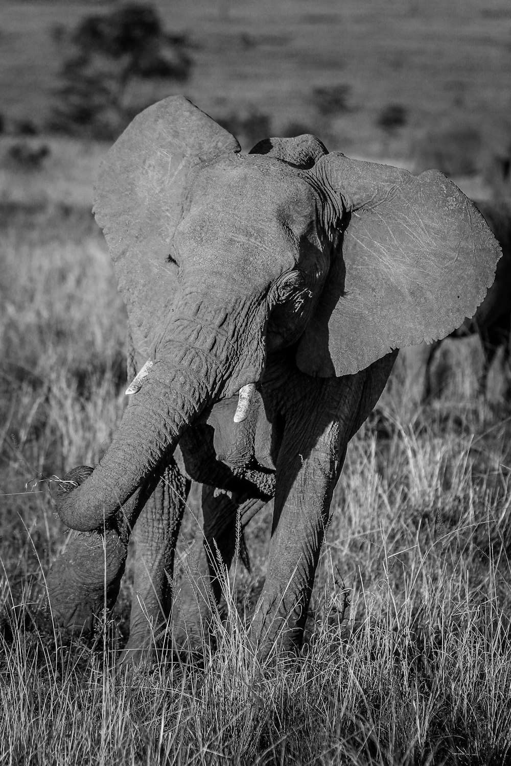 an elephant with tusks