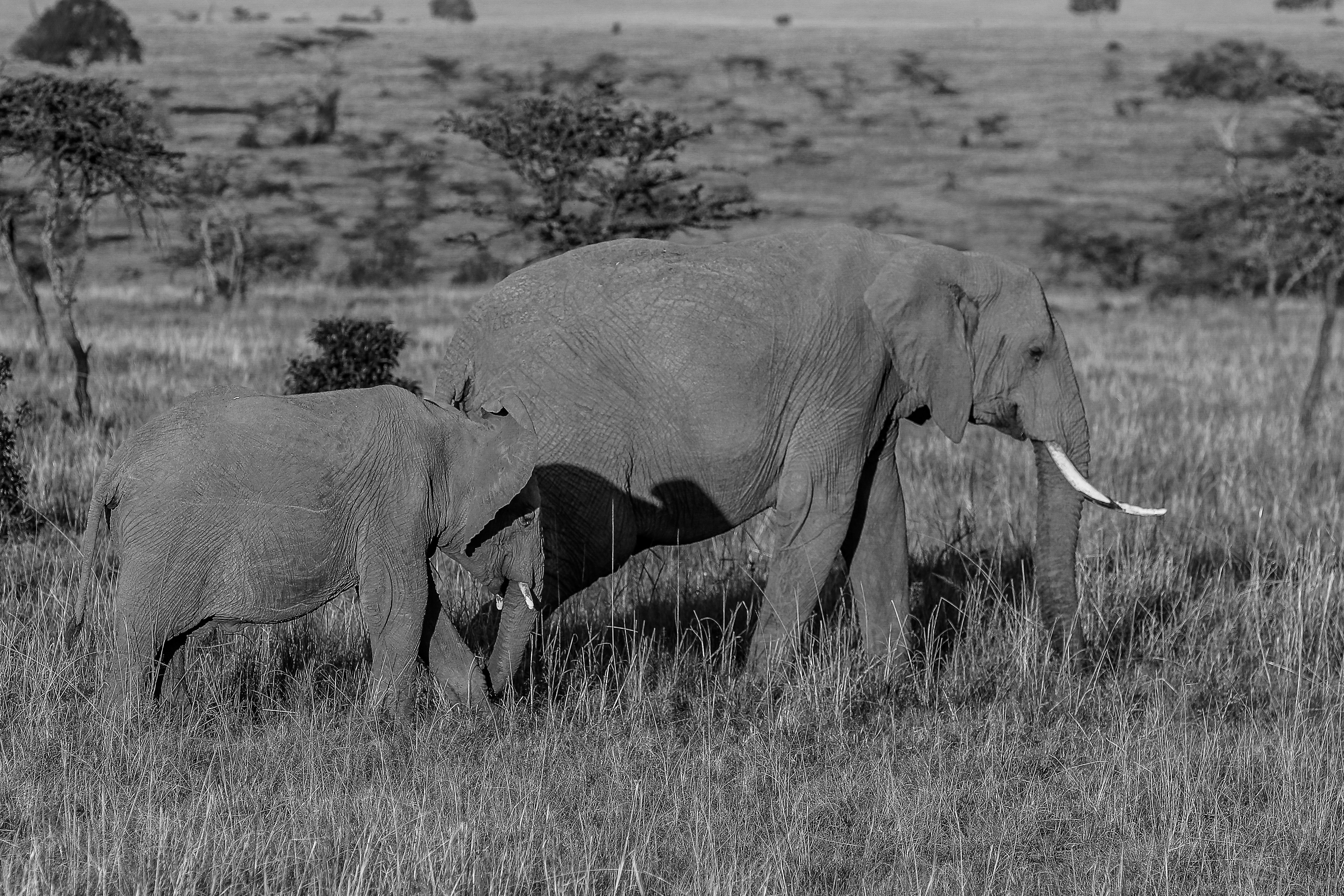 Photo by twilightkenya