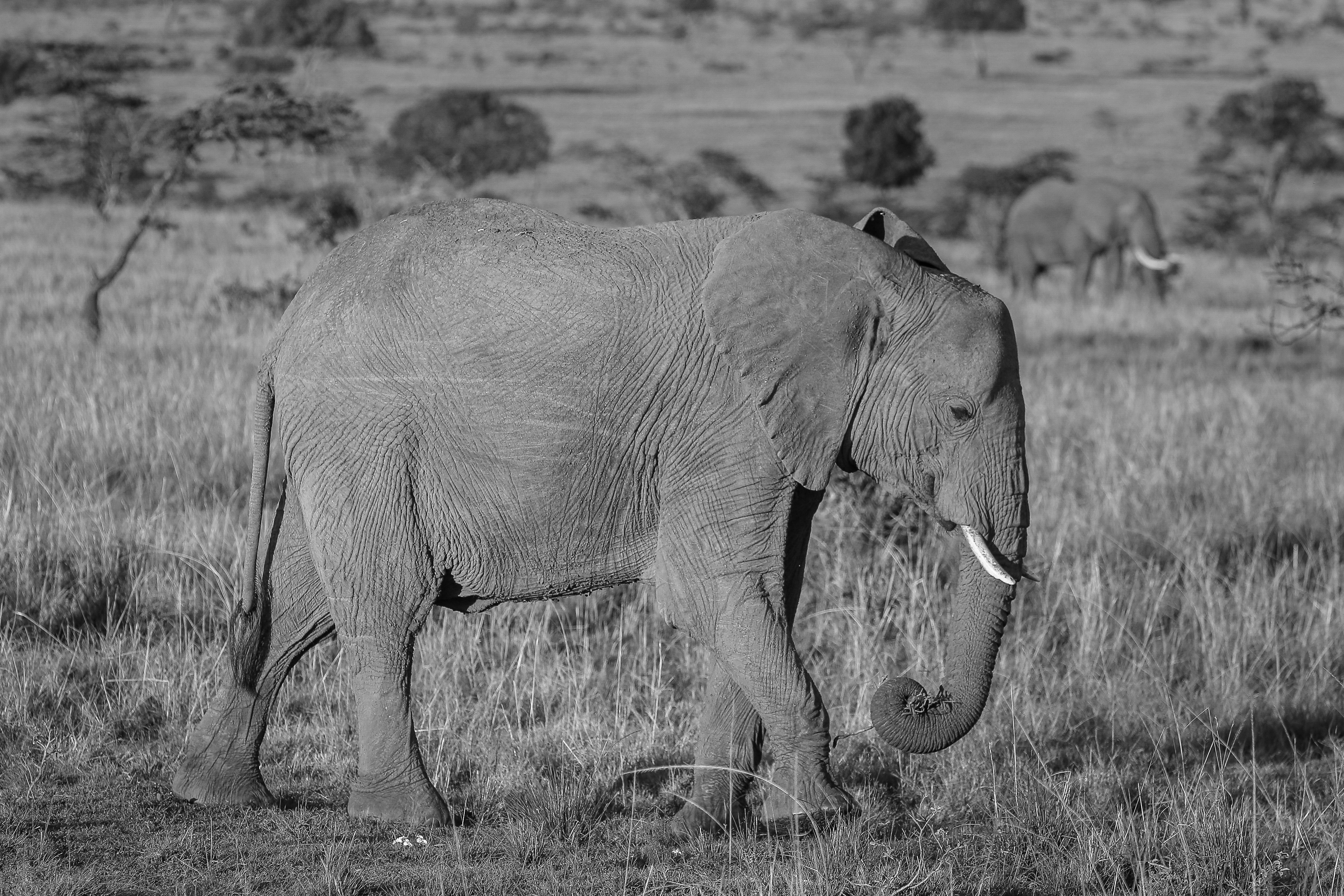 Photo by twilightkenya