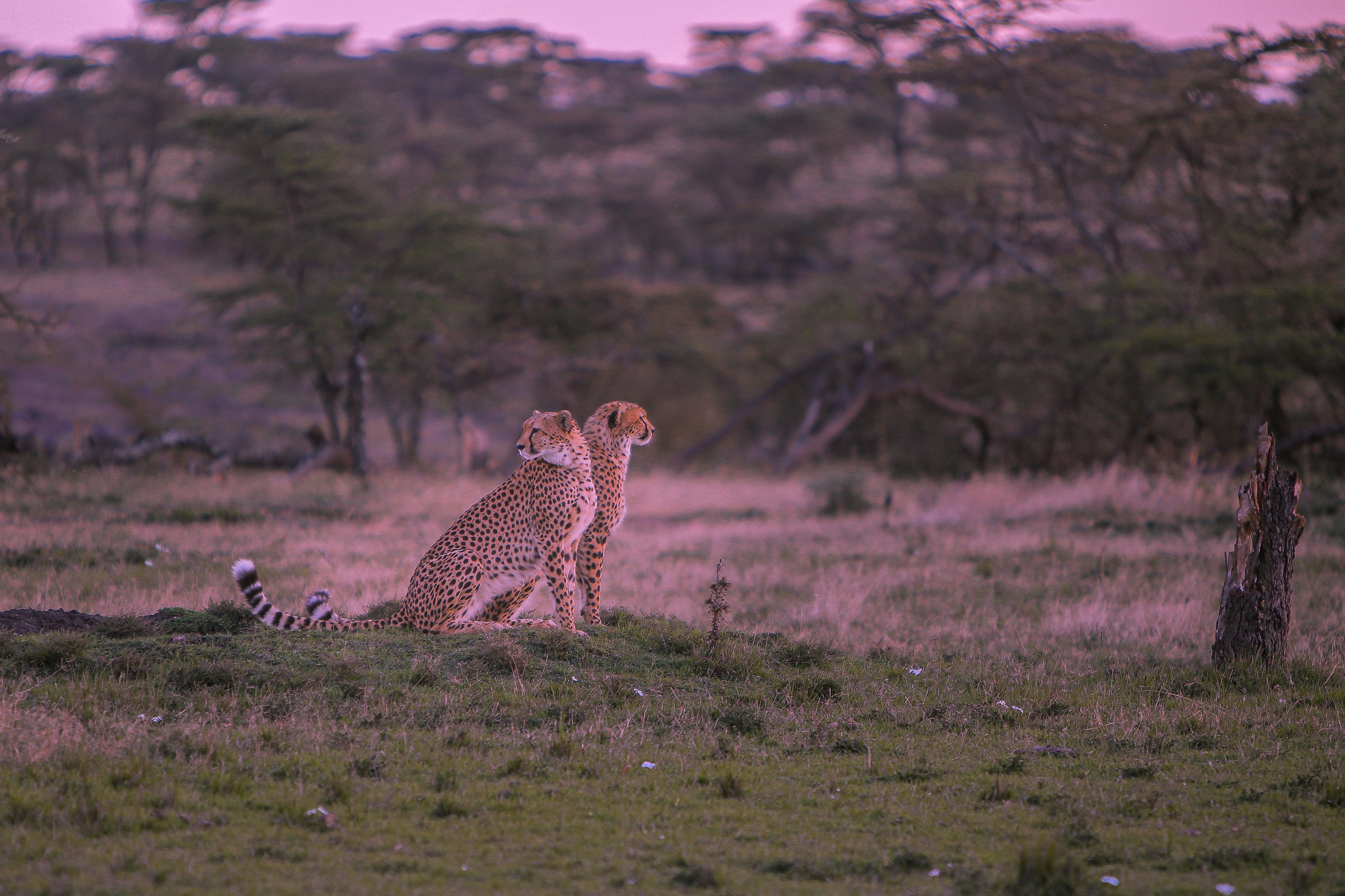 a pair of cheetahs in a field