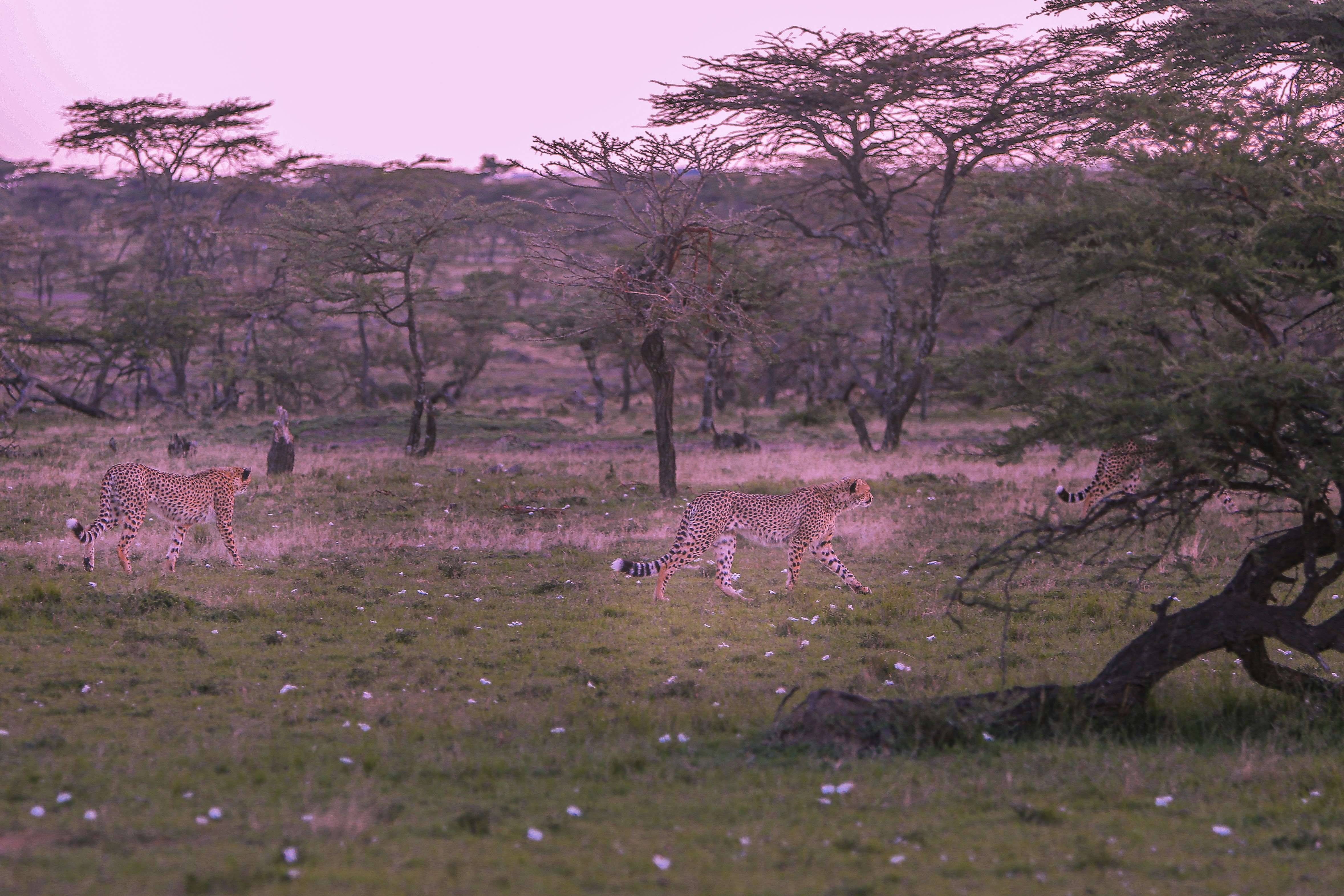 a group of deer in a field