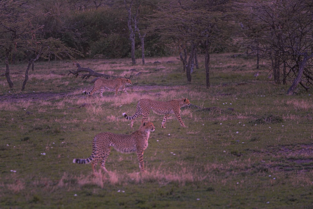 a group of wild animals in a field