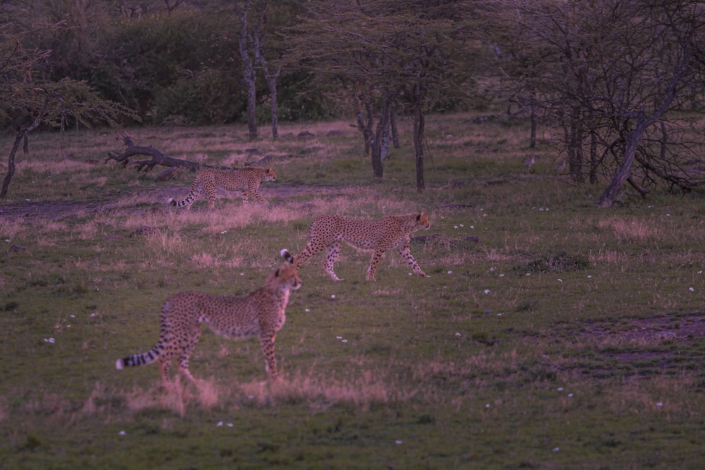 a group of cheetahs in a field