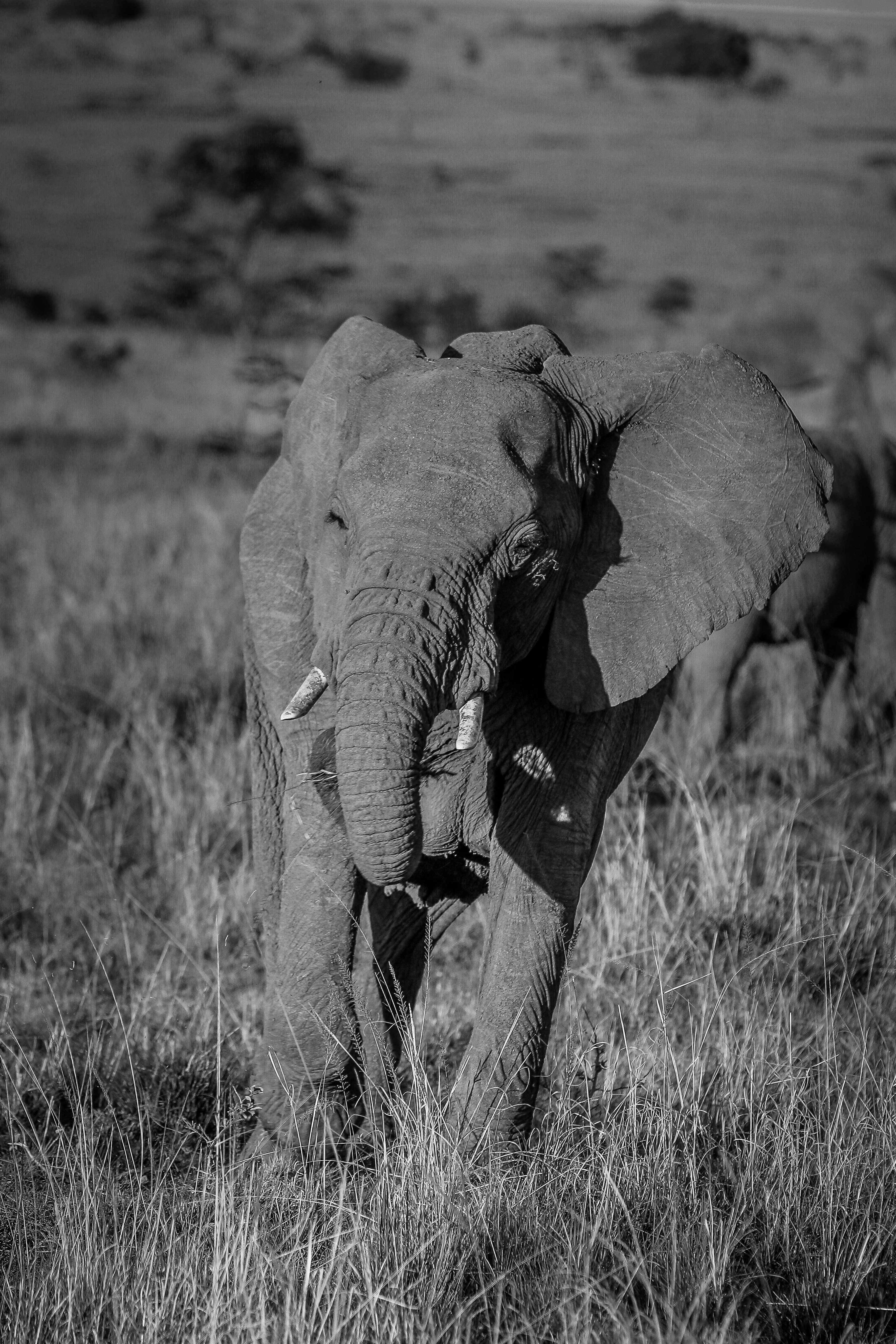 Photo by twilightkenya