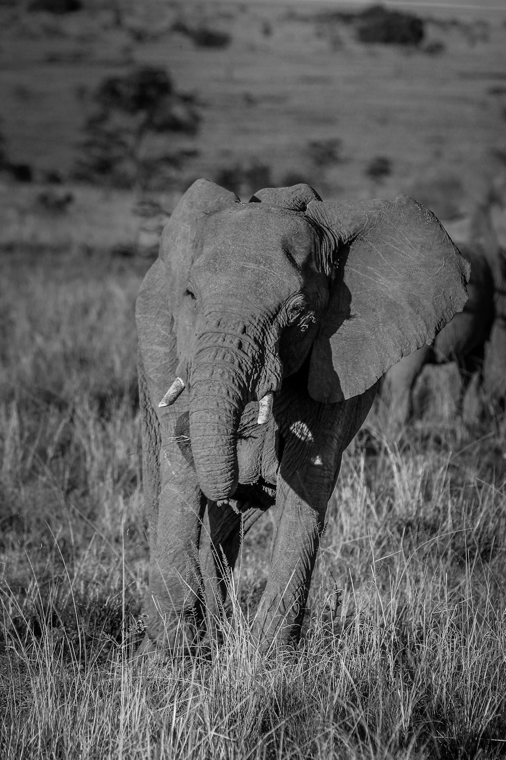 an elephant with tusks in a grassland