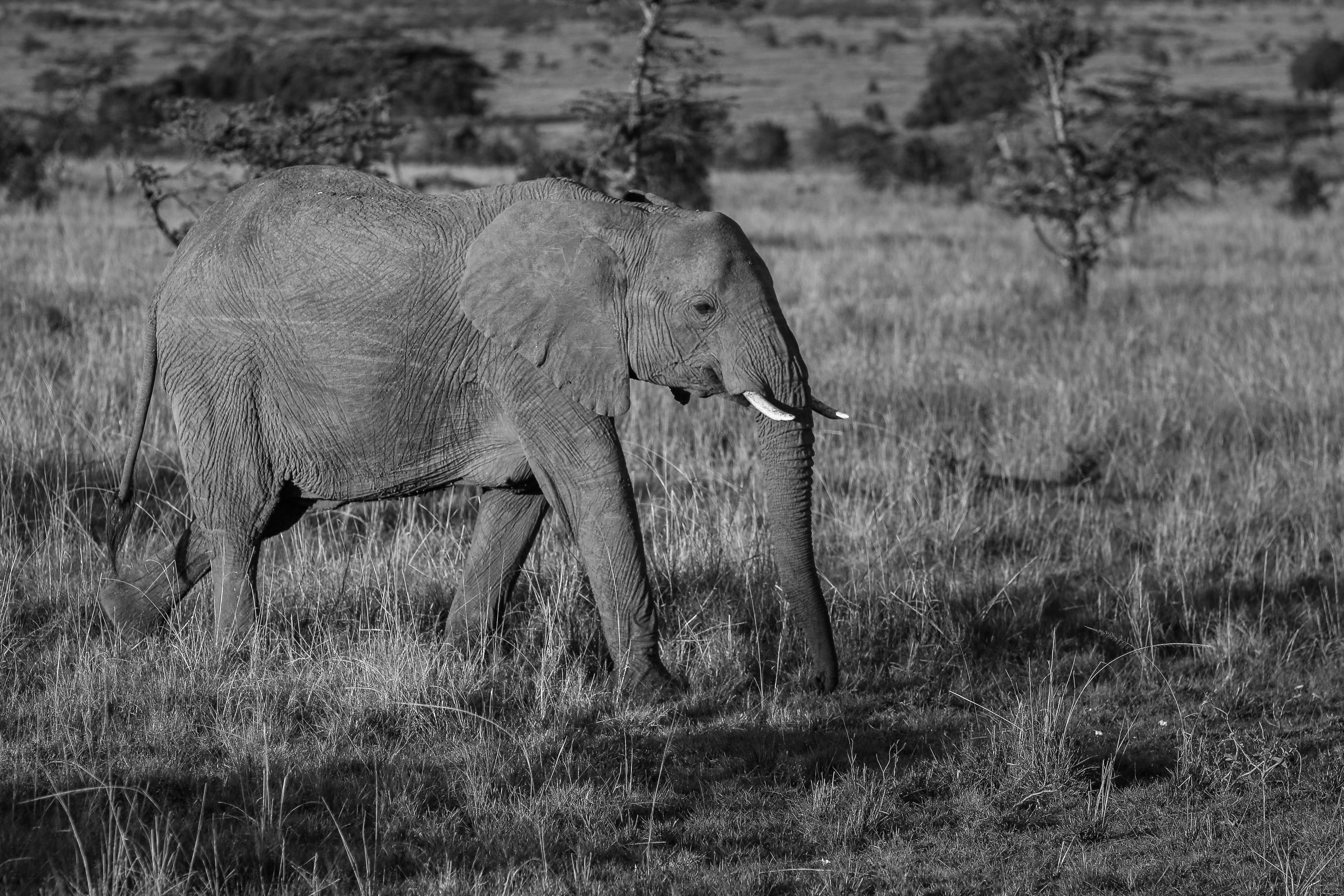 Photo by twilightkenya