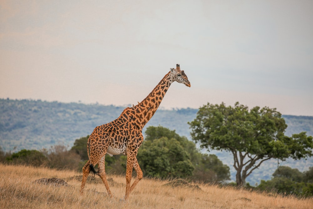 a giraffe standing in a field