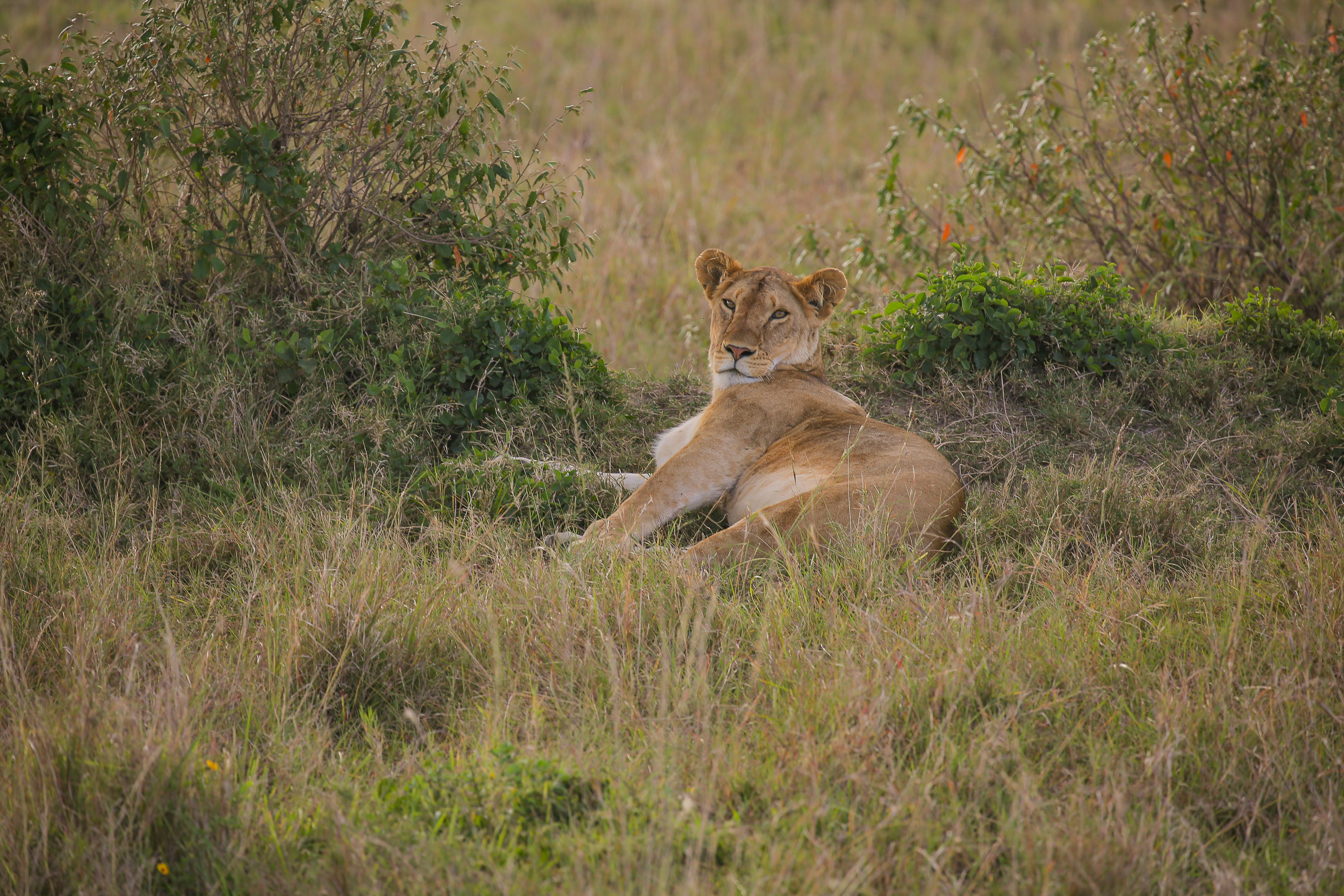 Photo by twilightkenya