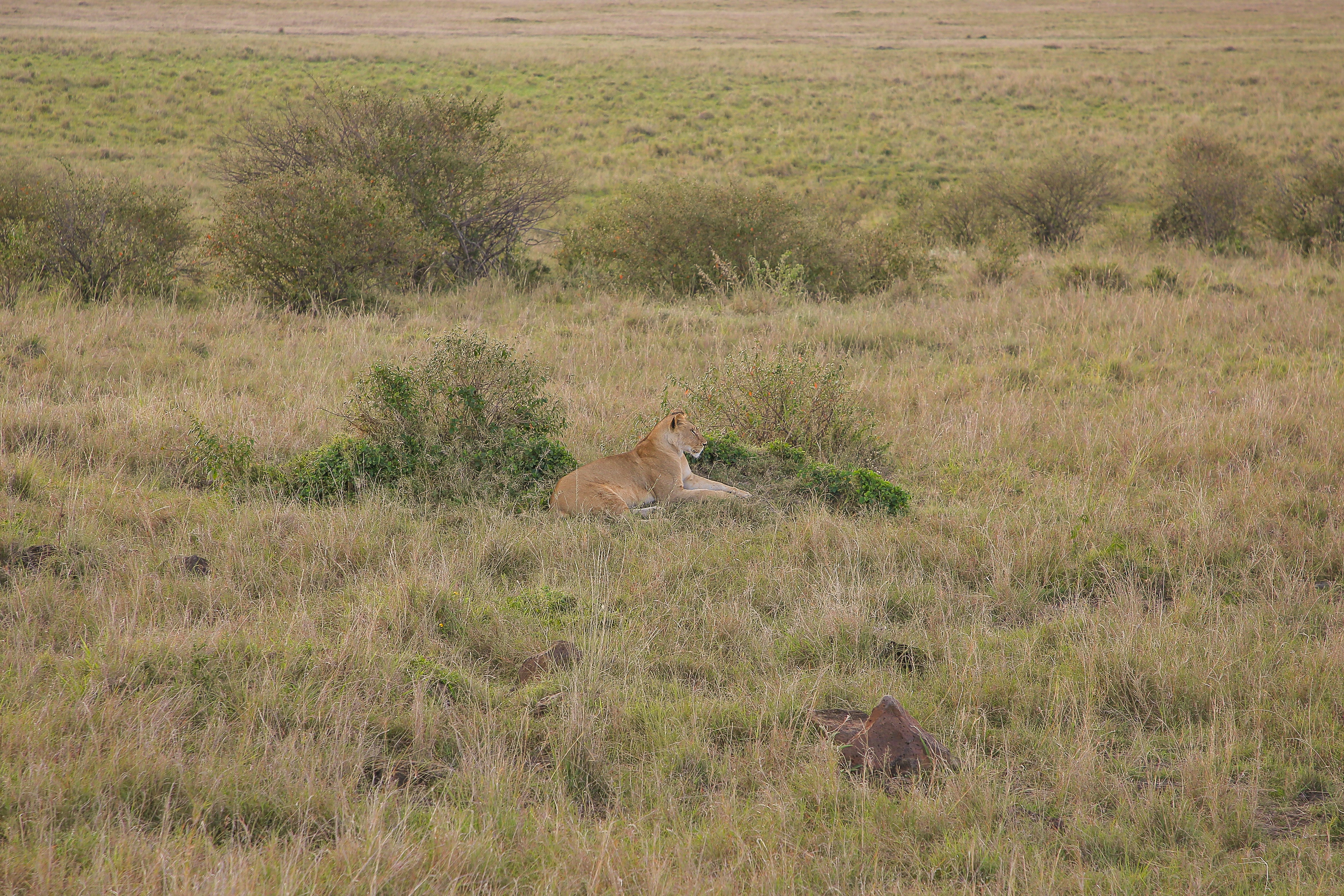 Photo by twilightkenya