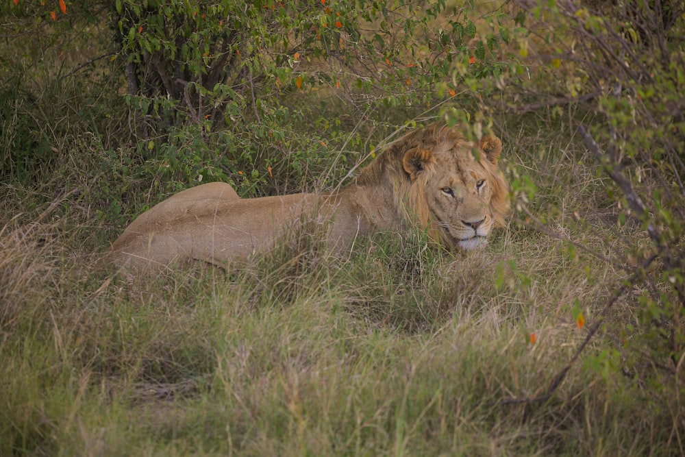 a lion lying in the grass