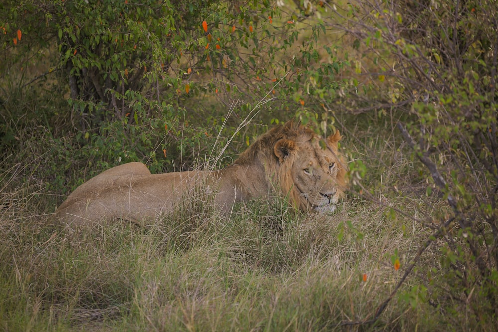 a lion lying in the grass