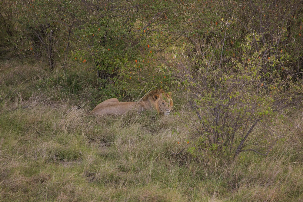 a lion lying in a grassy area