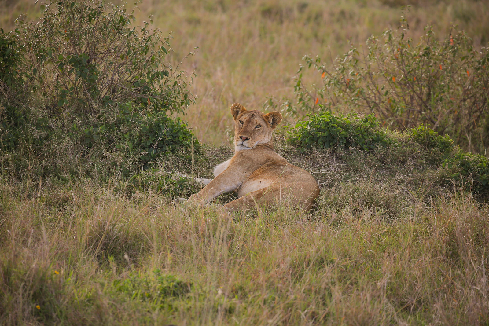 A lion at rest in the grass, exactly the sighting a Mara game drive is built around