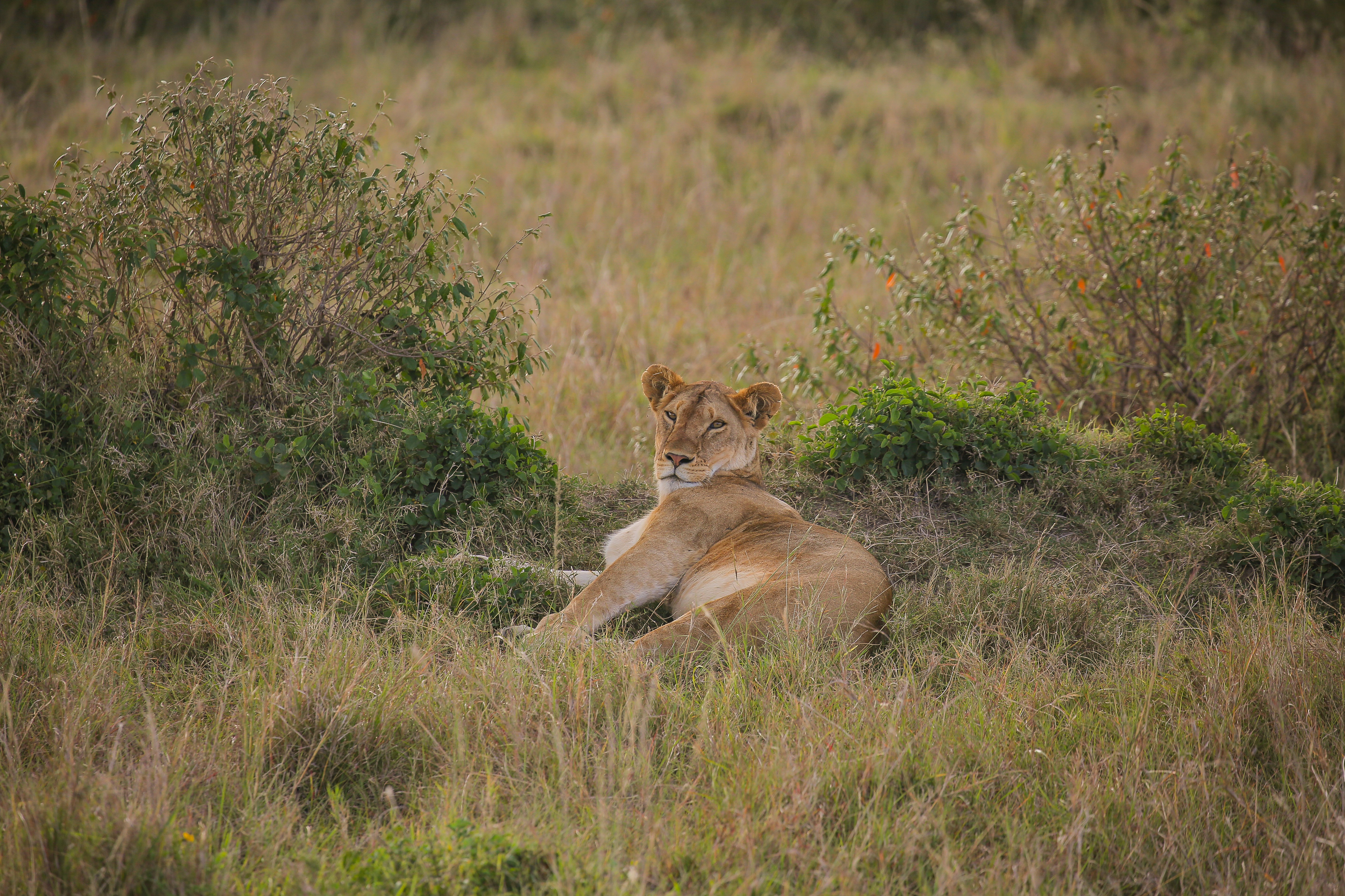 Photo by twilightkenya